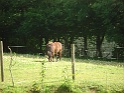 Bunratty castle and village (177)