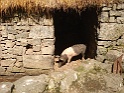 Bunratty castle and village (314)